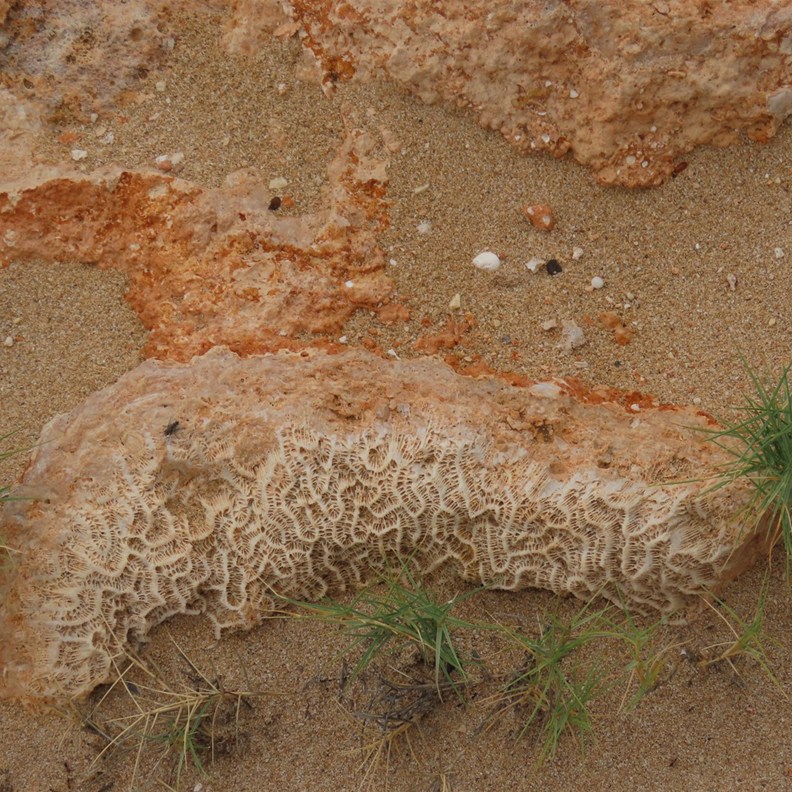 fossilized coral limestone