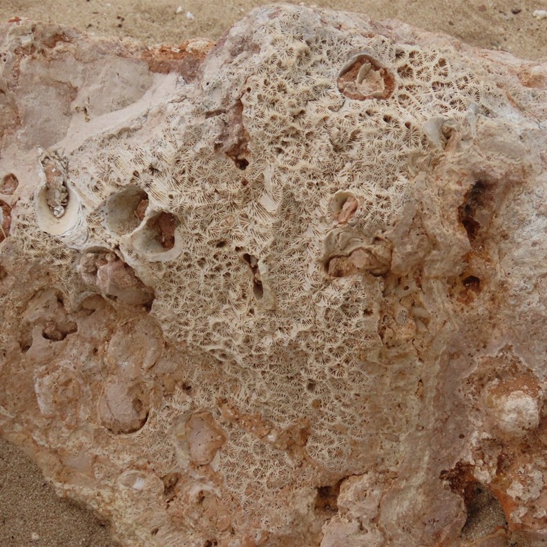 fossilized colonial star coral