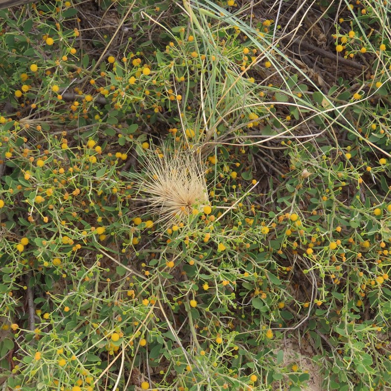 Spoondrop Wattle