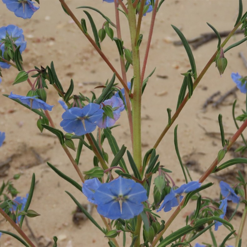 Mallee Blue-flower