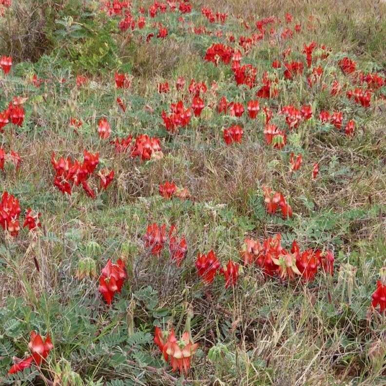 Sturt's Desert Pea