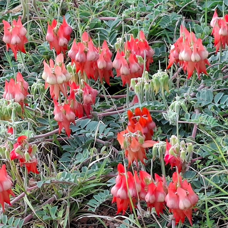 Sturt's Desert Pea 2