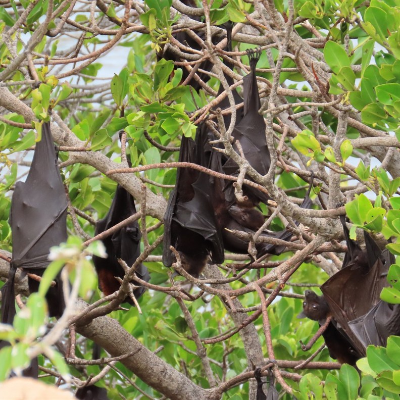 Black Flying-foxes