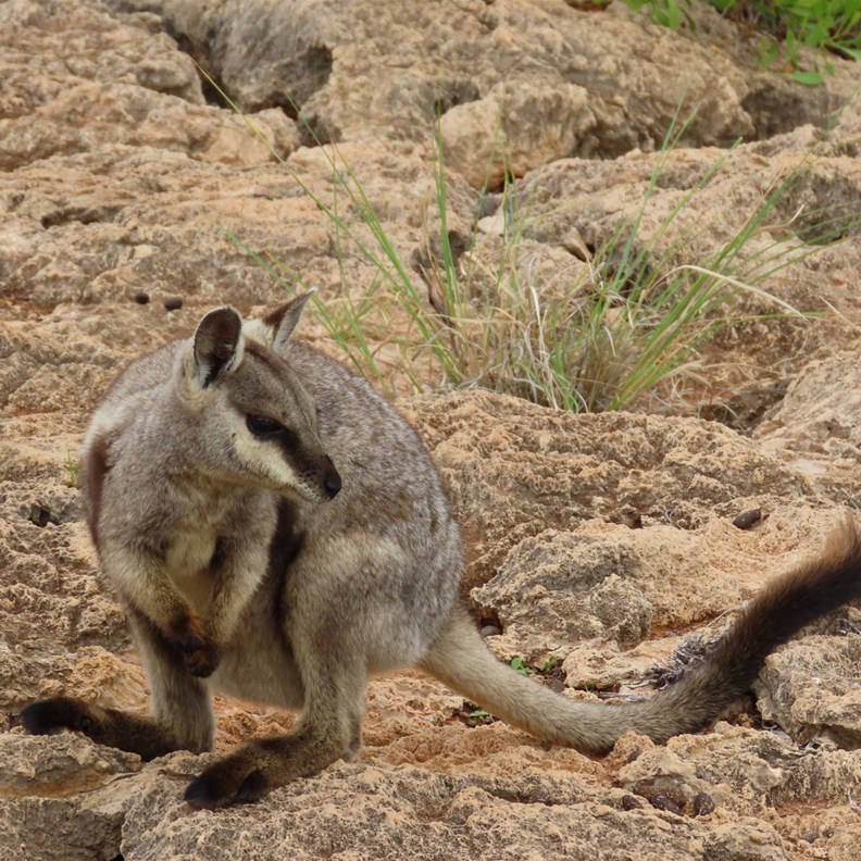 Black-flanked Rock-wallaby