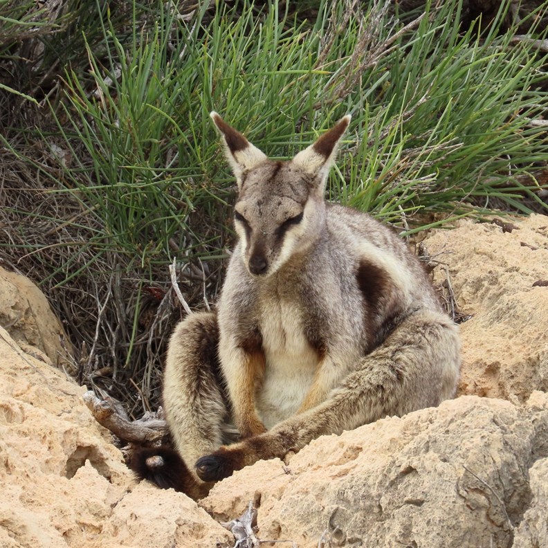 Black-flanked Rock-wallaby 2