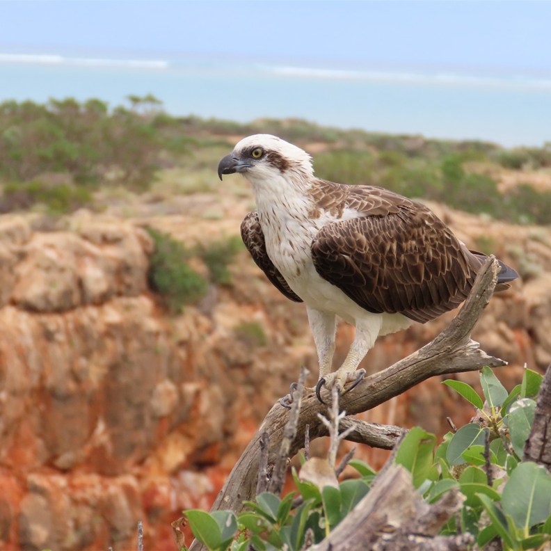 Eastern Osprey