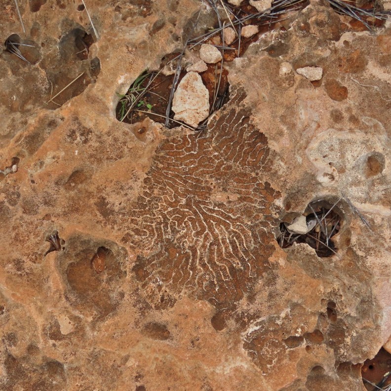 fossilized brain coral