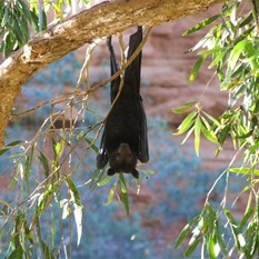 Who me? - Just don't look down!