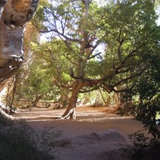 The path through the gorge - Windjana