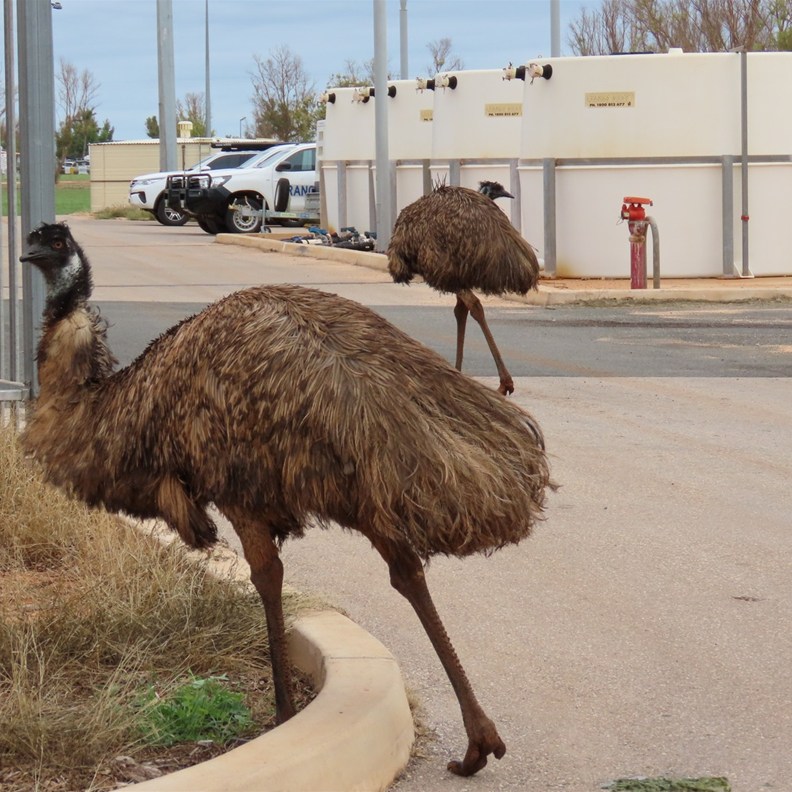 Emus