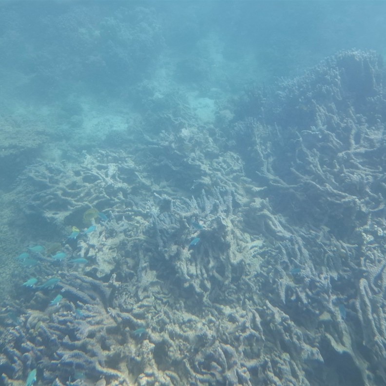 Coral 4