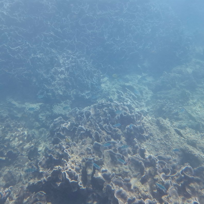 Coral 5