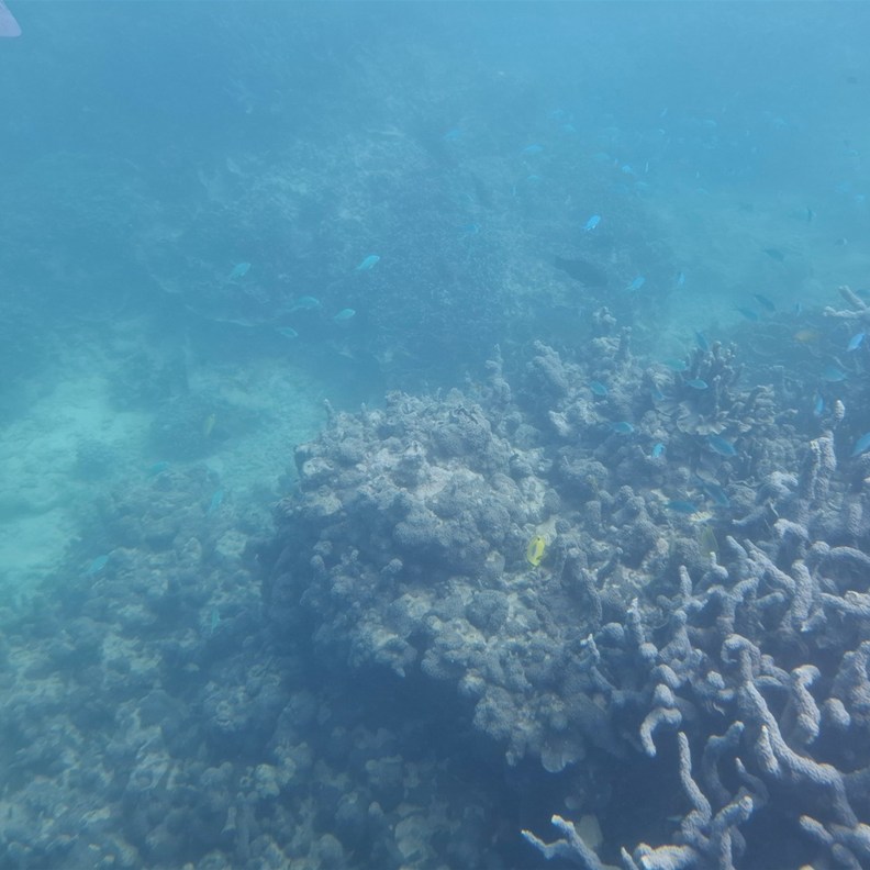 Coral 6
