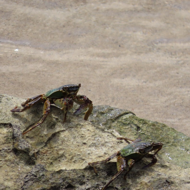 Crabs