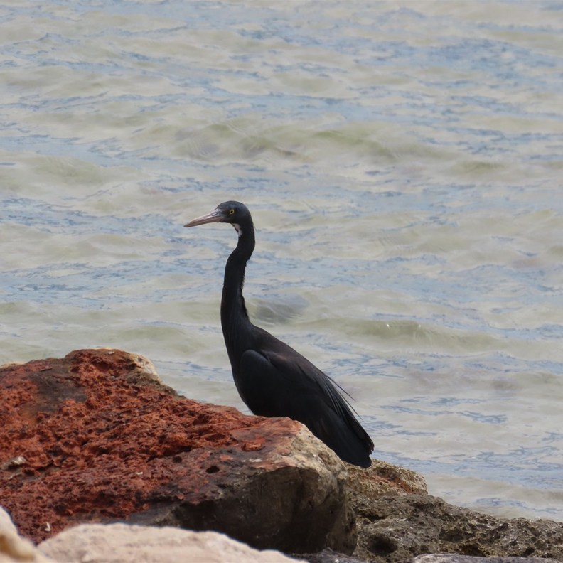 Pacific Reef Heron