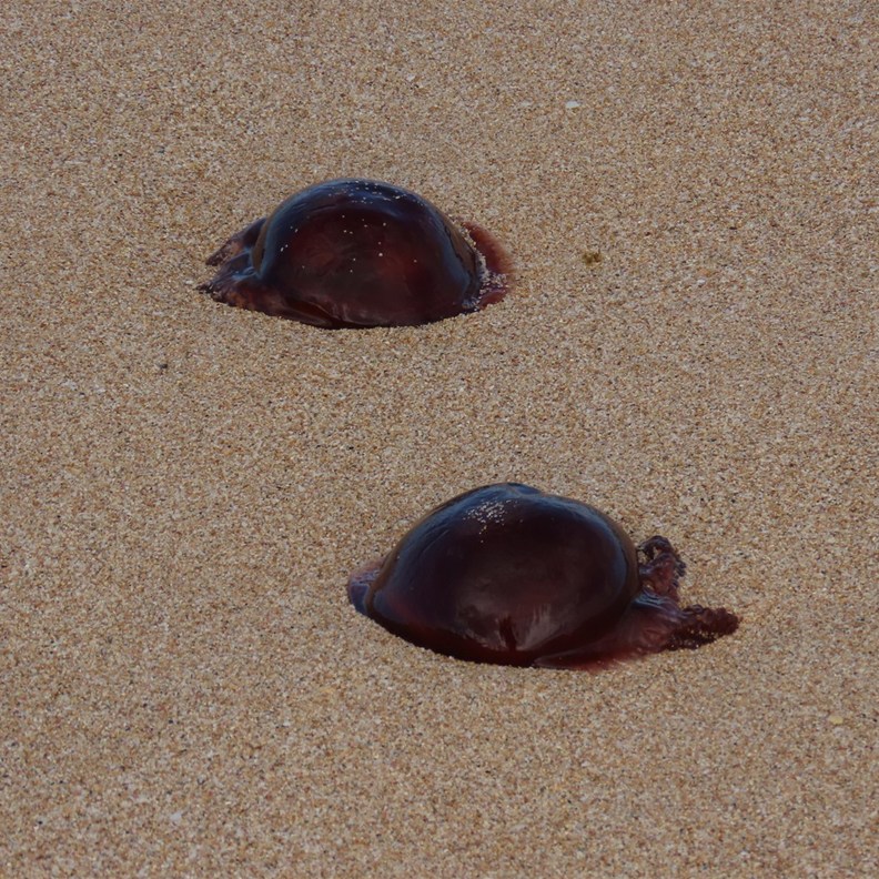 Lion's Mane Jellyfish