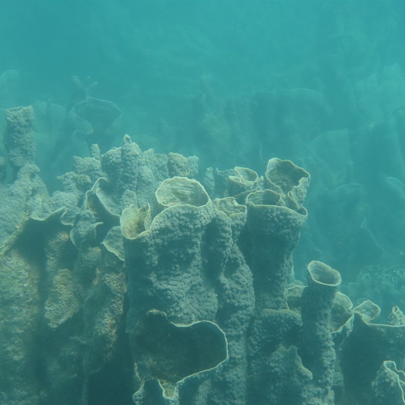 Coral