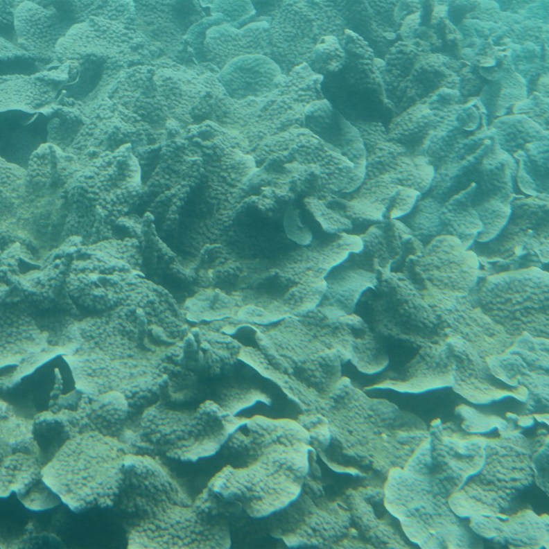 Coral 2