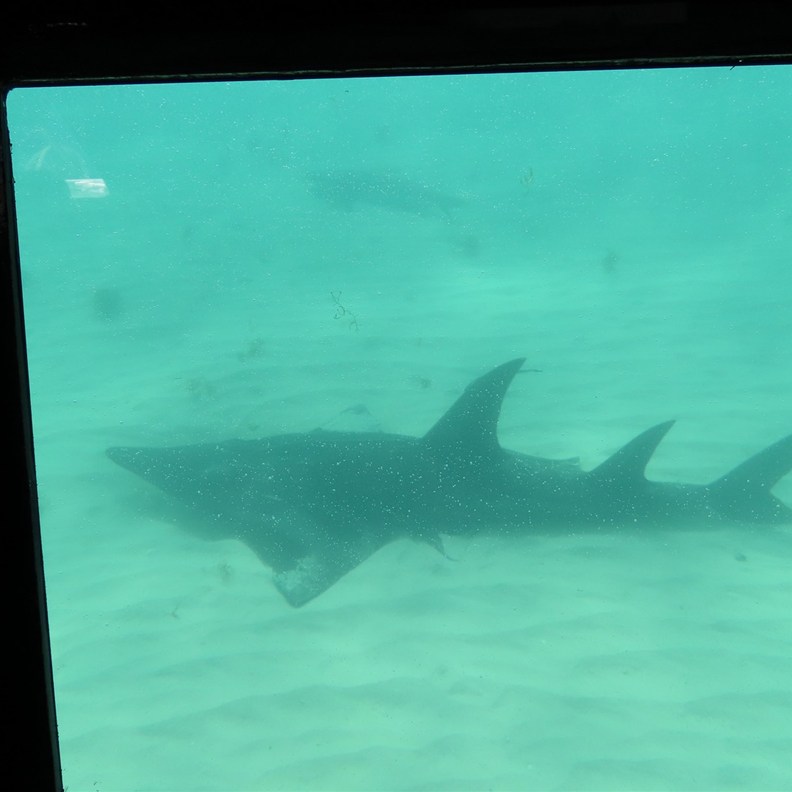 Shark