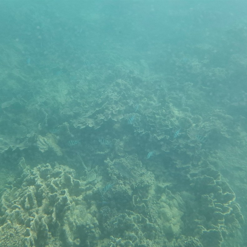 Coral 3