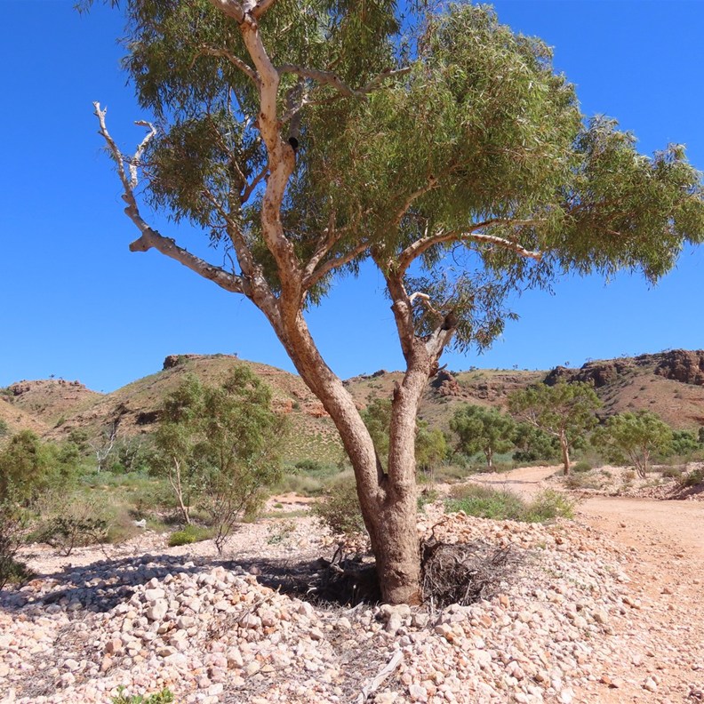Shothole Canyon 4
