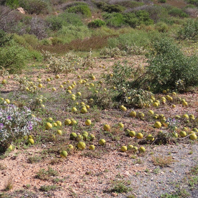 Paddy Melons