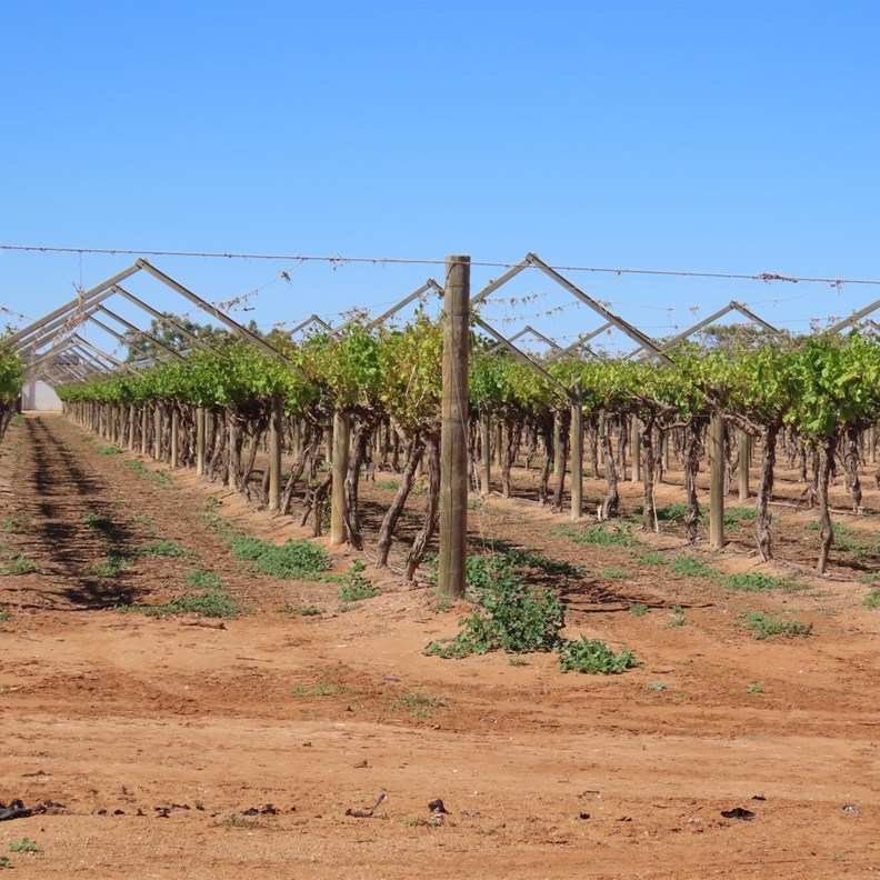 grapes