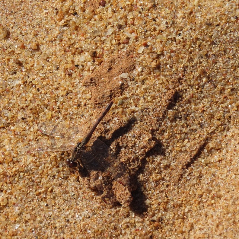 Dragonfly