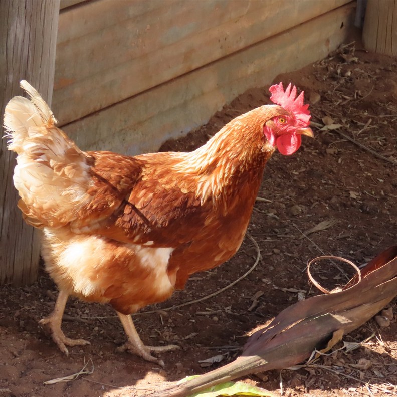 The hen who greeted us