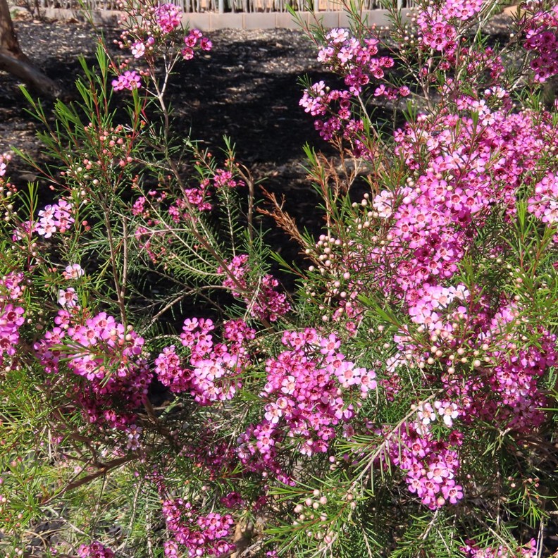 Geraldton Wax