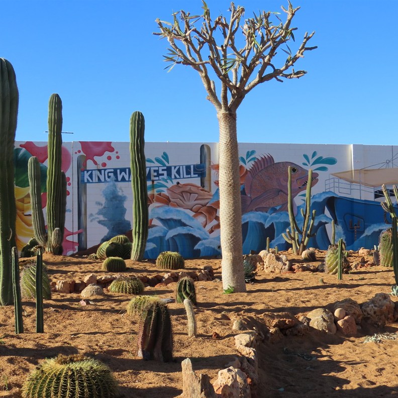 Cactus Garden 2