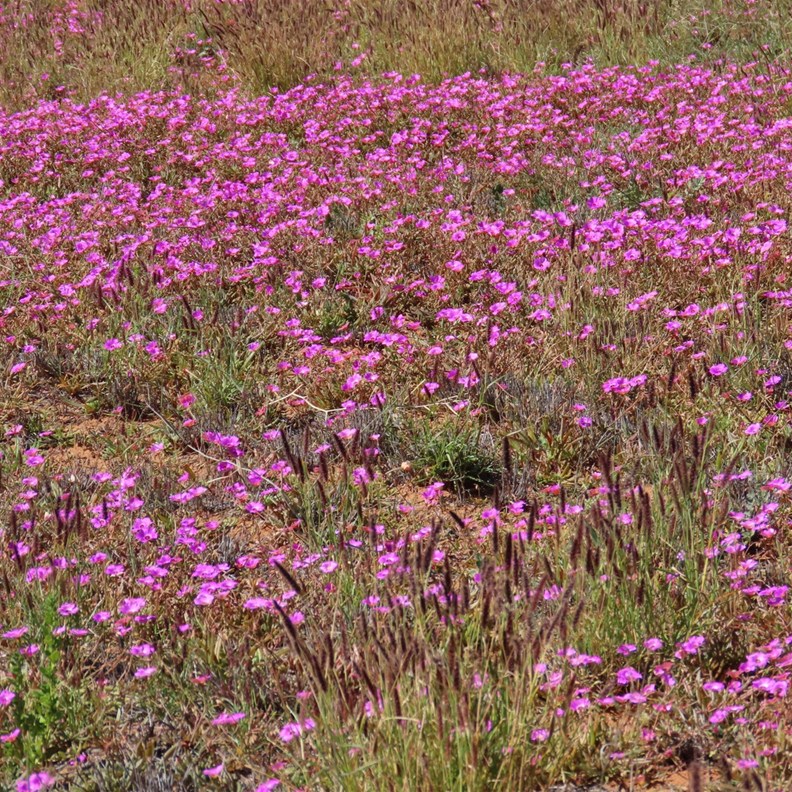 Calandrinia