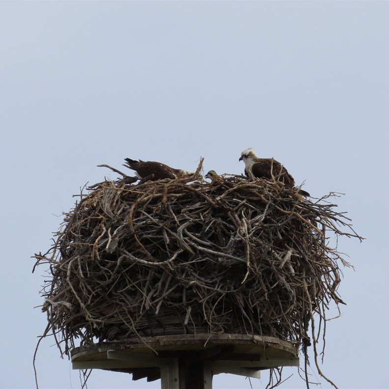 Ospreys