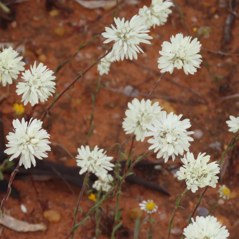 Flannel Flower