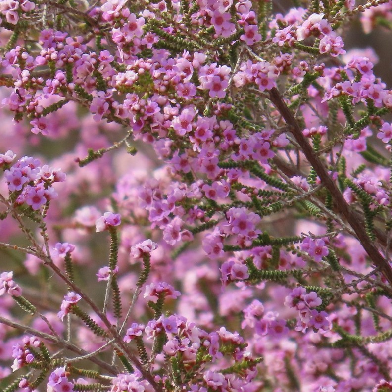Featherflower