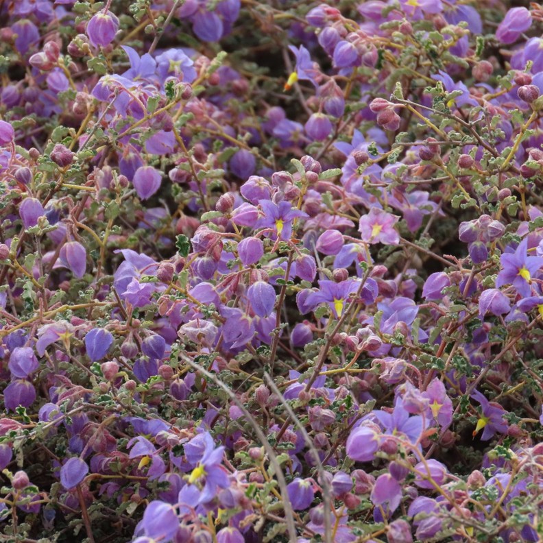 Crinkle-leaved Firebush