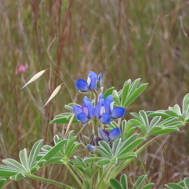 Blue Lupin