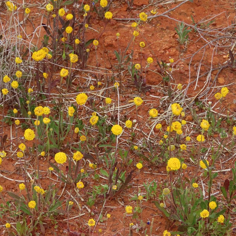 Yellow Billy Buttons