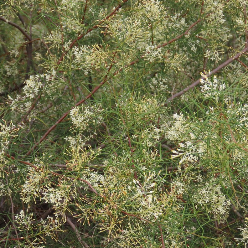 Round Leaf Grevillea