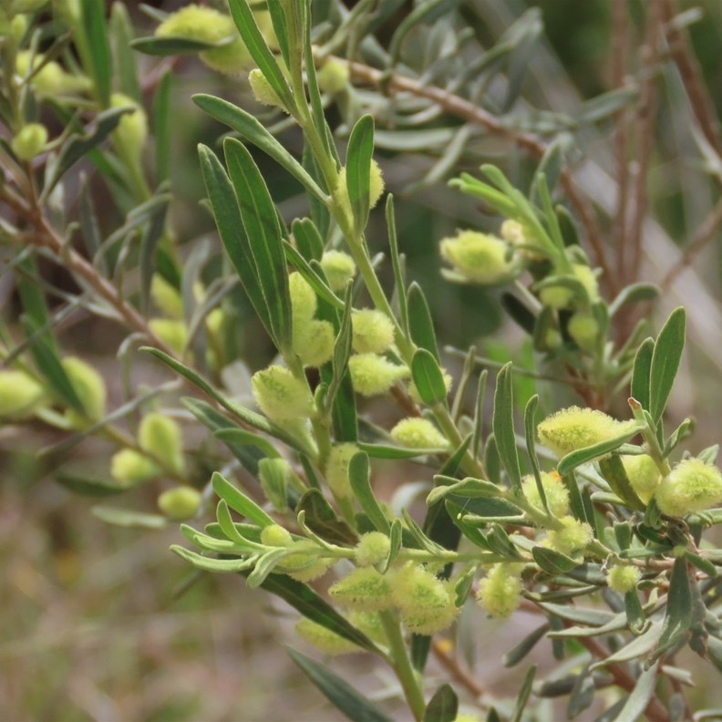 Drummond's Wattle