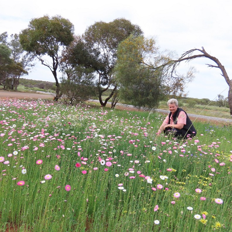 Amongst the Pink Everlastings