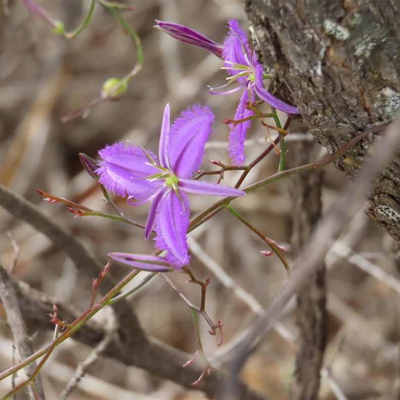 Fringed Lily