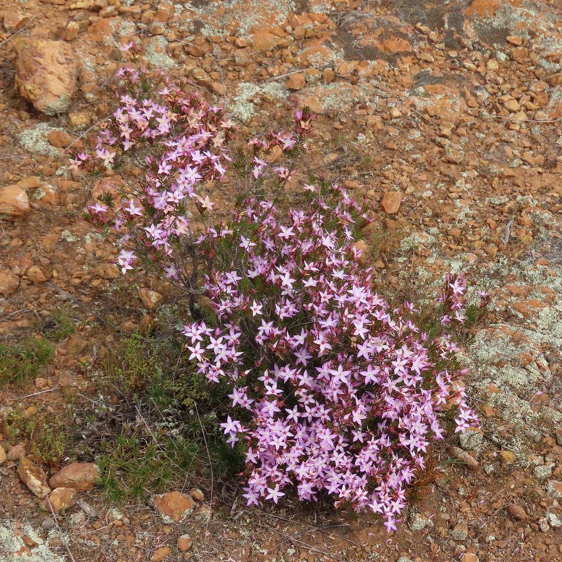 Pink Starflower