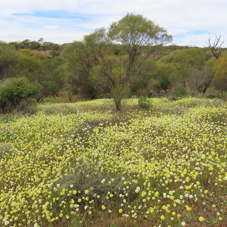 Fields of flowers