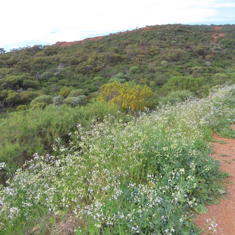 Wild Radish
