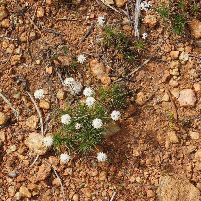 Pincushion