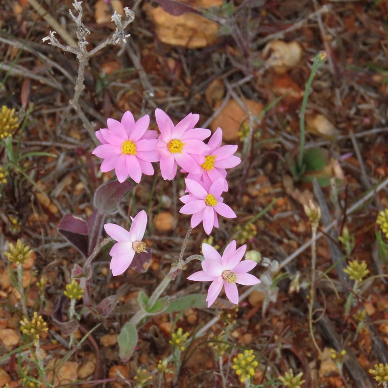 Pink Sunray