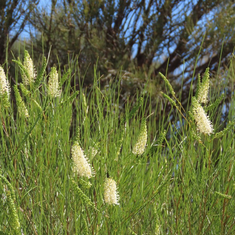 Candlestick Grevillea