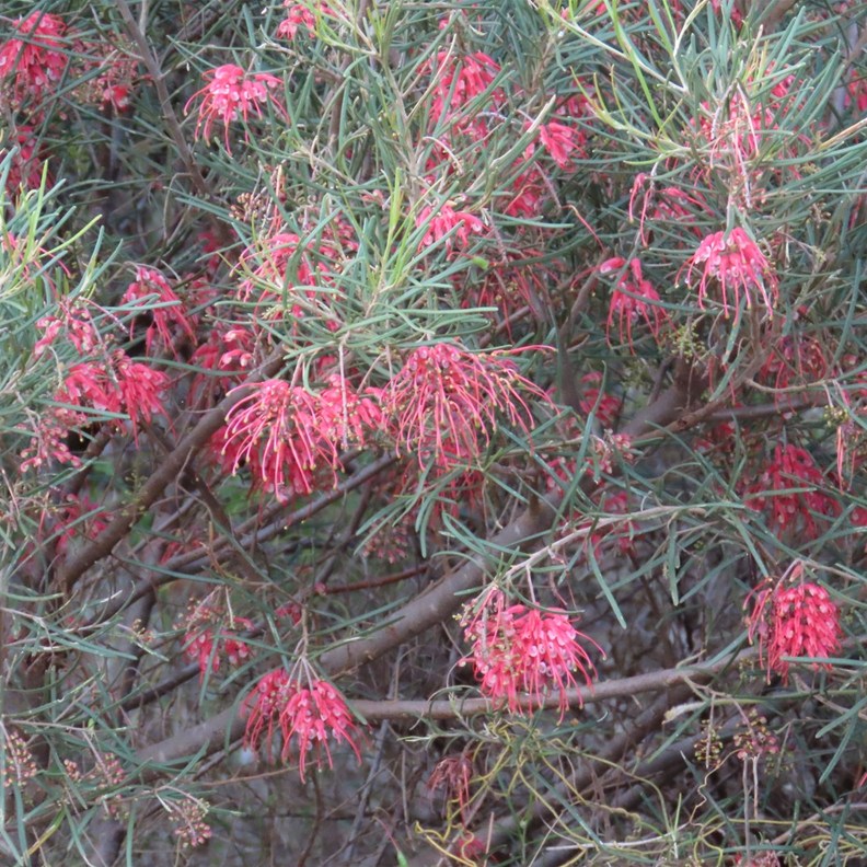 Grevillea