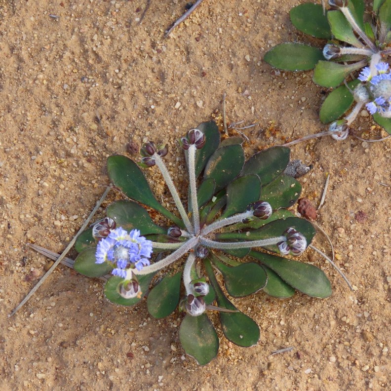 Wells' Dampiera